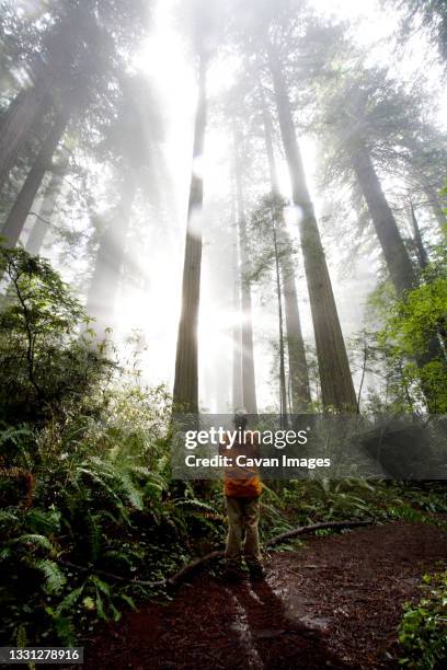 redwood national park, california. a hiker gazes up as the sun rays shine through the giant redwood trees. - redwood national park stock pictures, royalty-free photos & images