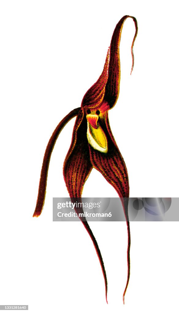 Chromolithograph illustration of orchid Dracula spectrum or Masdevallia spectrum