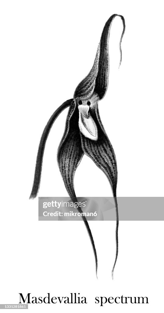 Chromolithograph illustration of orchid Dracula spectrum or Masdevallia spectrum