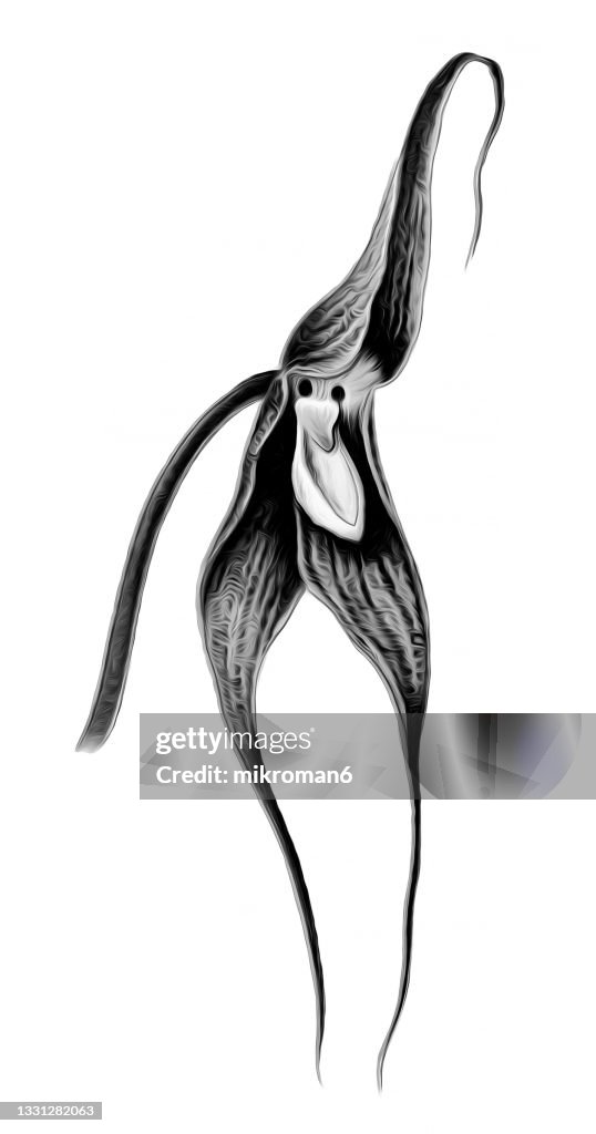 Chromolithograph illustration of orchid Dracula spectrum or Masdevallia spectrum
