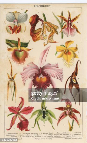 chromolithograph illustration of orchids (orchidaceae) - antique botany stock pictures, royalty-free photos & images