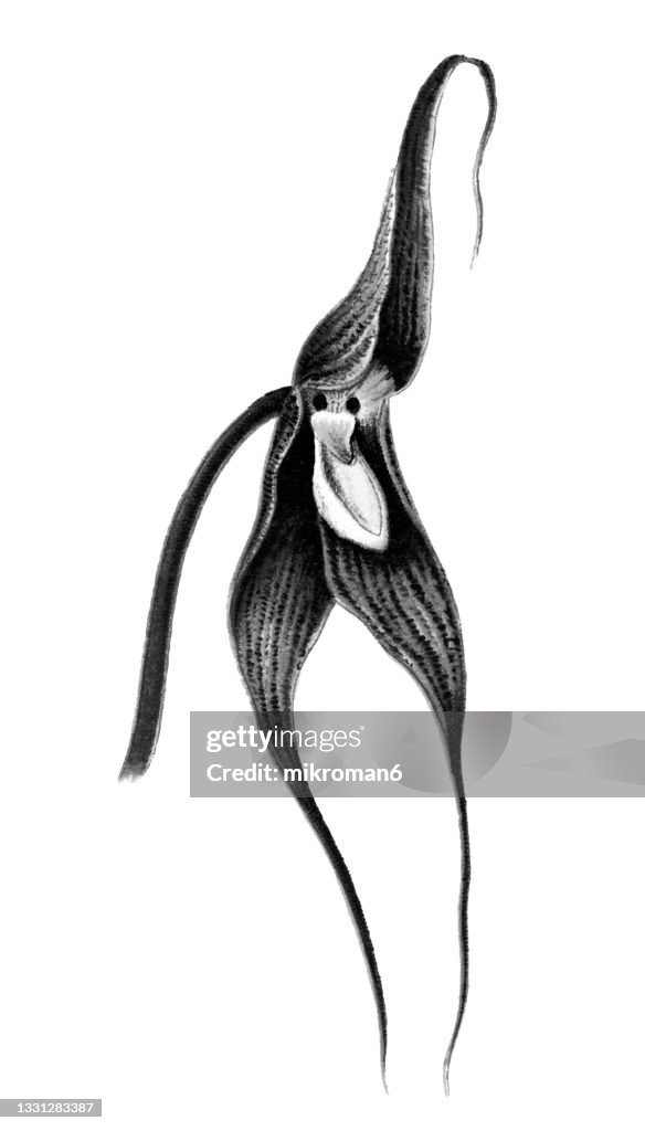 Chromolithograph illustration of orchid Dracula spectrum or Masdevallia spectrum
