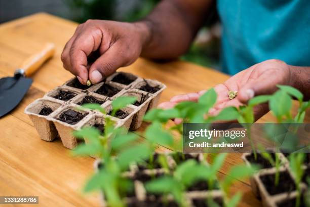 ensemencement de nouvelles plantes dans un pot biodégradable - graine photos et images de collection