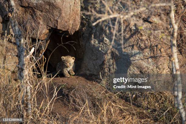 a leopard cub, panthera pardus, comes out of its den between big boulders - animal den stock pictures, royalty-free photos & images