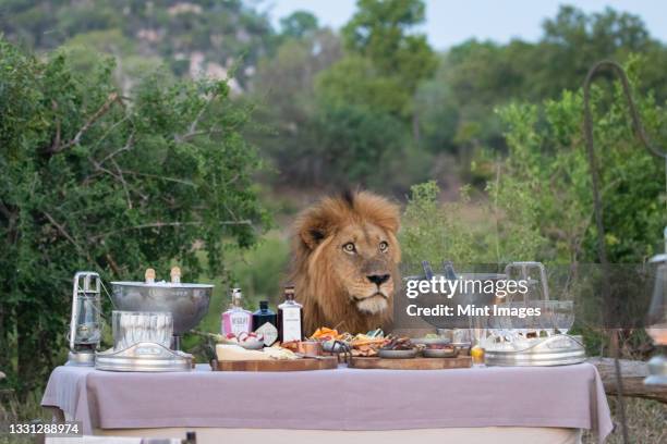 a male lion, panthera leo, stands behind a table filled with drinks and snacks at sunset - kruger national park stock-fotos und bilder