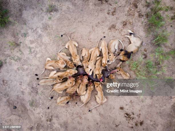 lions feed on a kill, panthera leo, birds eye shot - lion aerial view stock pictures, royalty-free photos & images