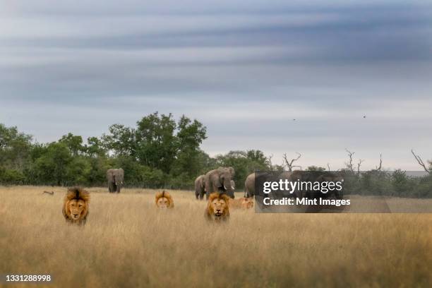 a pride of lions, pnathera leo, walk through long dry grass with elephants in the background, loxodonta africana - pride of lions stock pictures, royalty-free photos & images