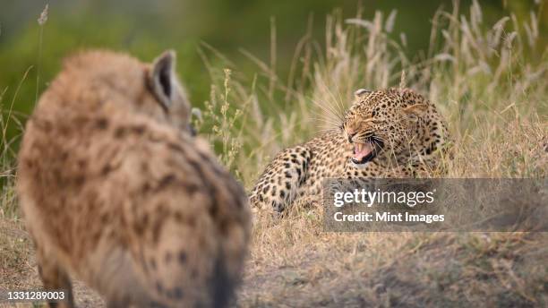 a leopard, panthera pardus, snarls at a spotted hyena, crocuta crocuta - kruger-national-park stockfoto's en -beelden