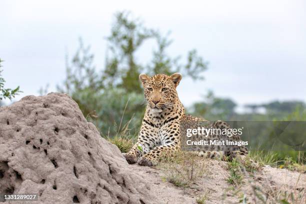 a leopard, panthera pardus, lies next to a termite mound, looking out of frame - safari park stock-fotos und bilder