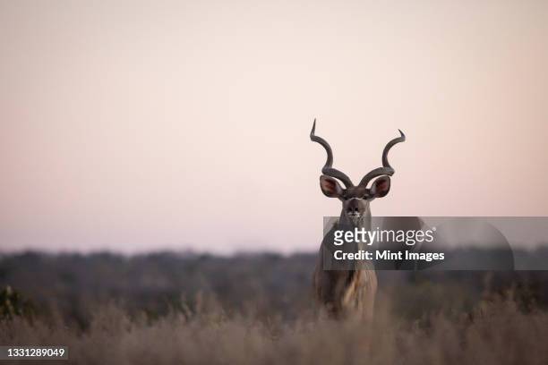 a male kudu, tragelaphus strepsiceros, stands in tall grass during sunset - kudu stock pictures, royalty-free photos & images