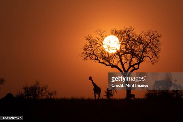 a silhouette of a giraffe, giraffa camelopardalis giraffa, standing next to a tree at sunset - safari park stock-fotos und bilder