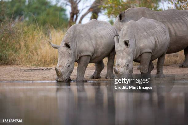 a crash of white rhino, ceratotherium simum, drink together at a waterhole - white rhinoceros stock pictures, royalty-free photos & images