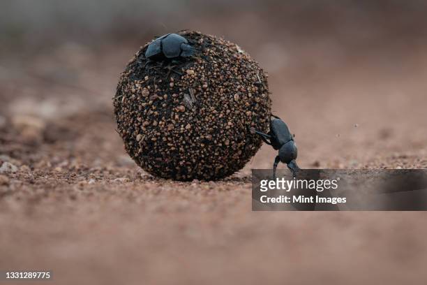 dung beetles, scarabaeus zambesianus, roll a ball of dung - scarab beetle stock pictures, royalty-free photos & images