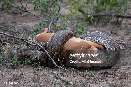 Python Eat Antelope Snake Eating Antelope