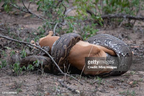an african python, python sebae, strangles an antelope - strangling stock pictures, royalty-free photos & images