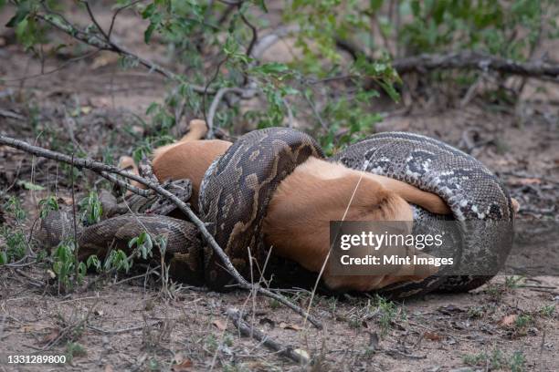 an african python, python sebae, strangles an antelope - python strangle stock pictures, royalty-free photos & images