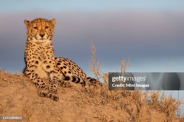 a cheetah, acinonyx jubatus, lies on a termite mound in the sun, direct gaze - gepard stock-fotos und bilder