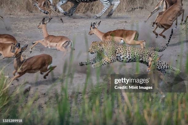 a leopard, panthera pardus, chases an impala, aepyceros melampus - safari animals stock pictures, royalty-free photos & images