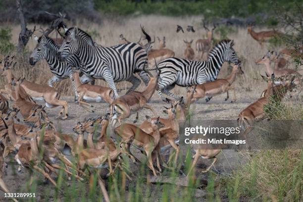 a herd of impala, aepyceros melampus, and a herd of zebra, equus quagga, scatter from a clearing - zebra herd running stock pictures, royalty-free photos & images
