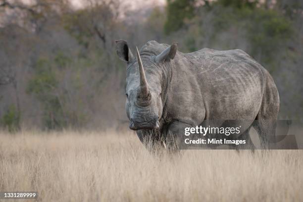 a white rhino, ceratotherium simum, stands in long dry grass, direct gaze - rhinoceros bildbanksfoton och bilder