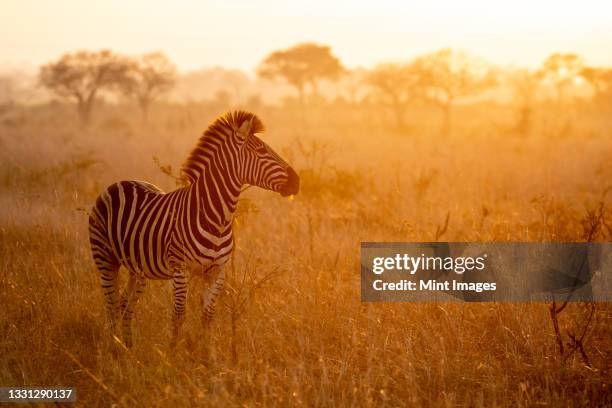 a zebra, equus quagga, stands with a sunset in the background - kruger national park stockfoto's en -beelden
