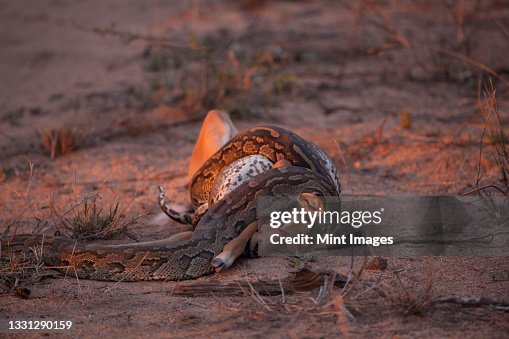 African Rock Python, Python sebae, constricts an impala, Aepyceros melampus African Rock Python, Python sebae, constricts an impala, Aepyceros melampus
