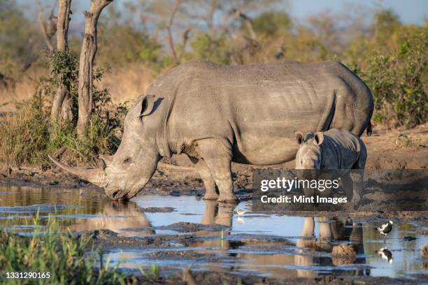 a white rhino and calf, ceratotherium simum, drink at a waterhole - white rhinoceros calf stock pictures, royalty-free photos & images