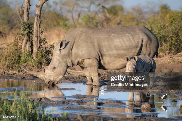 a white rhino and calf, ceratotherium simum, drink at a waterhole - white rhinoceros stock pictures, royalty-free photos & images