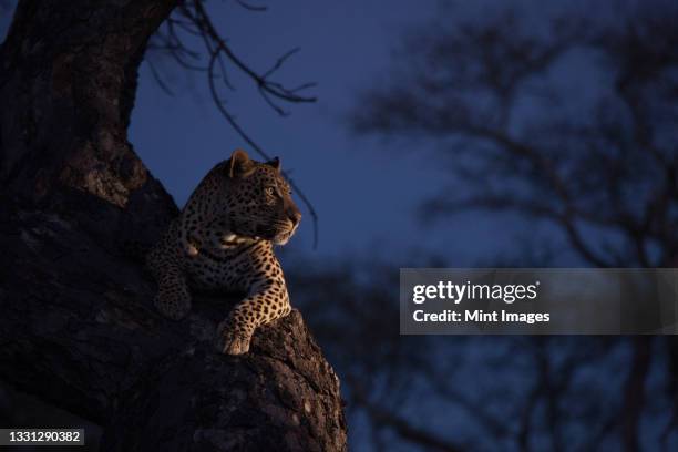 a leopard, panthera pardus, lies in a tree in the dark, lit up by spotlight - leopards in the dark stock pictures, royalty-free photos & images