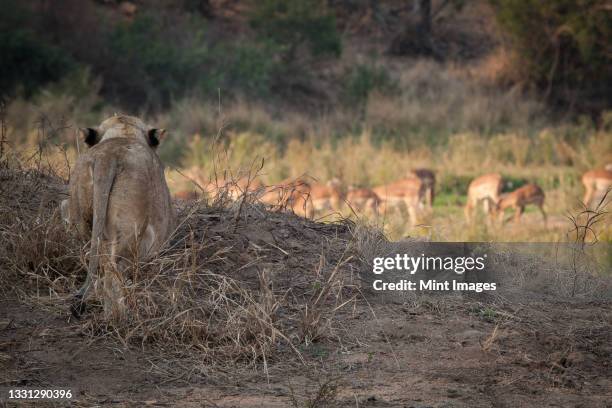 a lioness, panthera leo, stalks a herd of impala, aepyceros melampus - stalking stock pictures, royalty-free photos & images