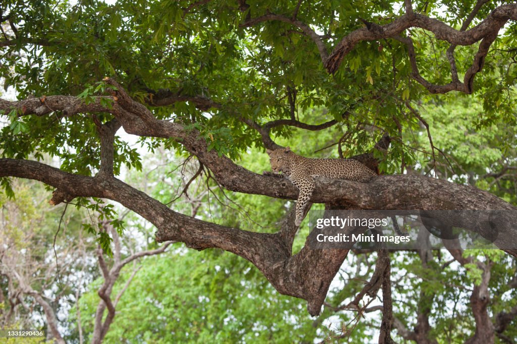 A leopard, Panthera pardus, lies on a branch of a tree, head raised
