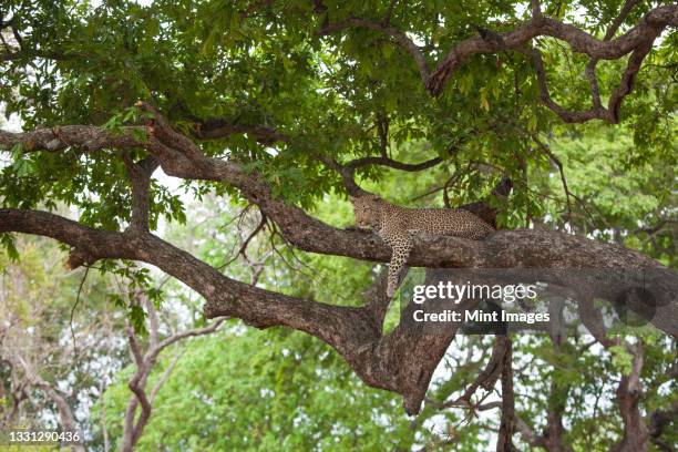 a leopard, panthera pardus, lies on a branch of a tree, head raised - sabi sands reserve stockfoto's en -beelden
