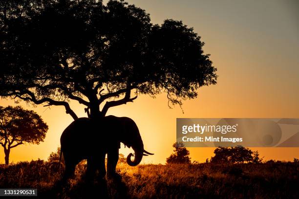 the silhouette of an elephant, loxodonta africana, standing beneath a tree at sunset - southern africa photos et images de collection