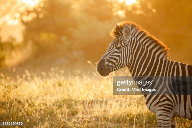 the side profile of zebra, equus quagga, backlit by golden light - safari park stock-fotos und bilder