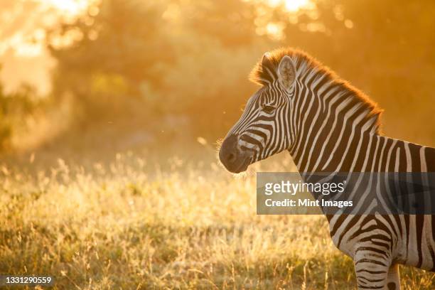 the side profile of zebra, equus quagga, backlit by golden light - kruger game reserve stock pictures, royalty-free photos & images