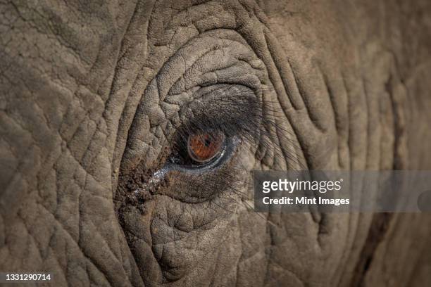 an elephant's eye, loxodonta africana - elephant eyes stock pictures, royalty-free photos & images