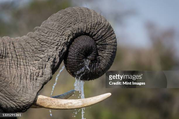 an elephant's trunk, loxodonta africana, coiled together with water dripping off - ゾウの鼻 ストックフォトと画像
