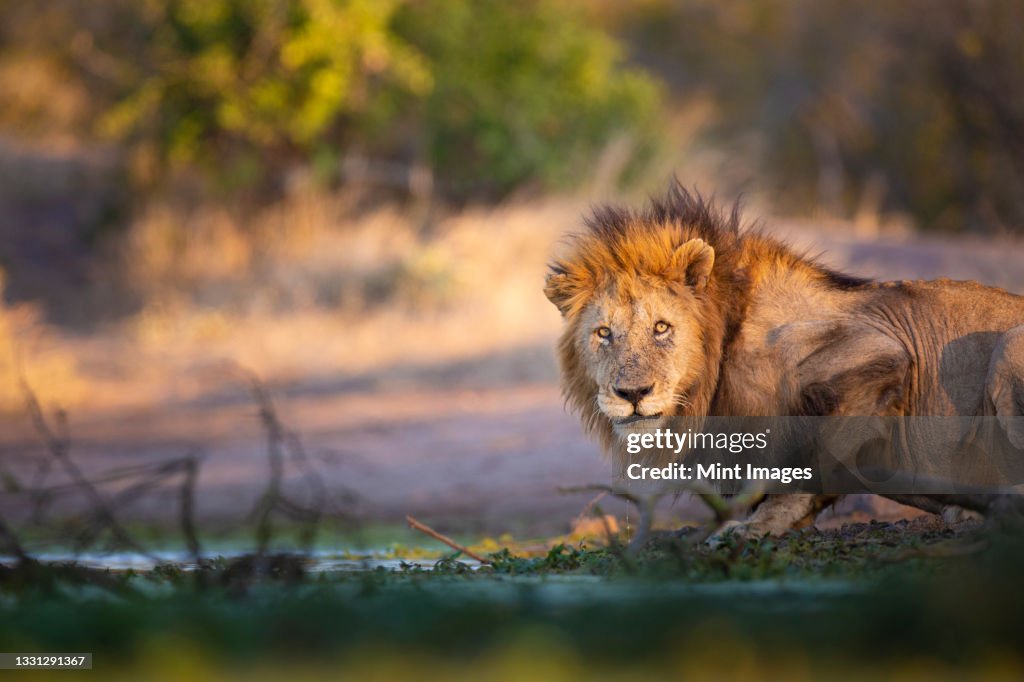 A male lion, Panthera leo, crouches down next to a water hole, direct gaze