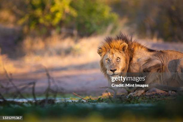 a male lion, panthera leo, crouches down next to a water hole, direct gaze - parc national de krüger photos et images de collection