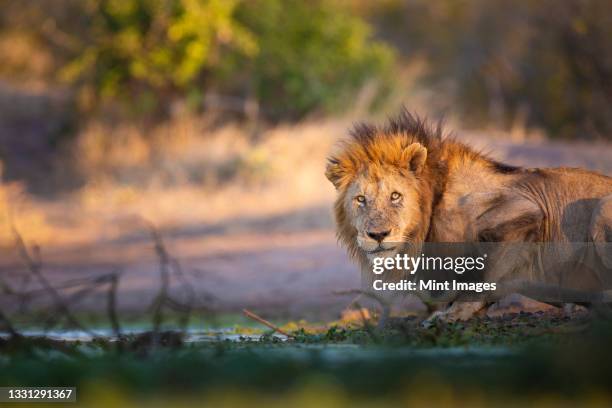 a male lion, panthera leo, crouches down next to a water hole, direct gaze - kruger national park stockfoto's en -beelden