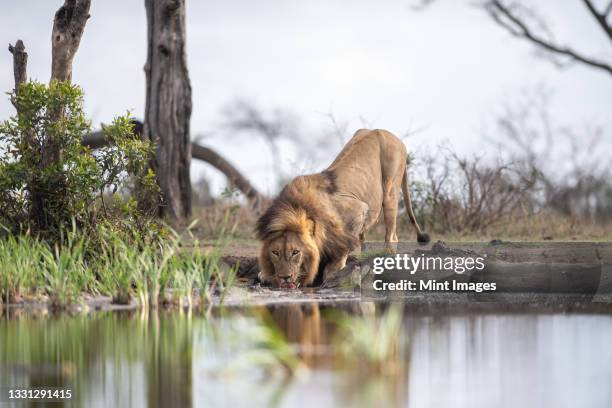 a male lion, panthera leo, crouches down to drink water from a water hole - kruger national park stockfoto's en -beelden