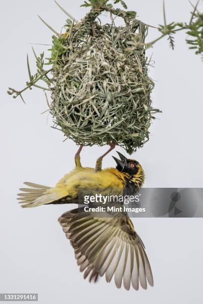 a village weaver, ploceus cucullatus, hangs from its nest - weaverbird stock pictures, royalty-free photos & images