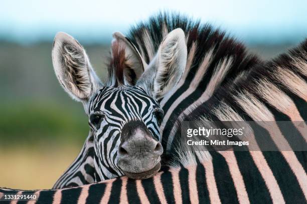 a zebra foal, equus quagga, rests its head on the back of another zebra - föl bildbanksfoton och bilder