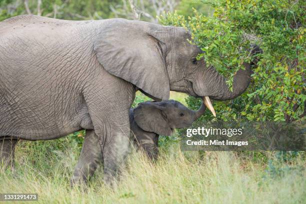 a female elepphant, loxodonta africana, and her calf reach with their trunks for some leaves - african elephant calf stock pictures, royalty-free photos & images
