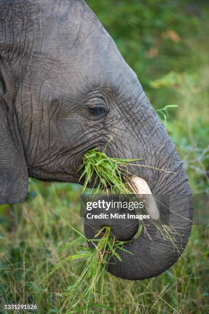the side profile of an elephant, loxodonta africana, trunk coiled while eating grass - elefantenrüssel stock-fotos und bilder
