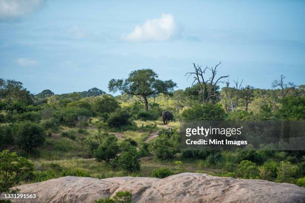 a landscape shot of an elephant, loxodonta africana, walking in greenery, boulders in front - kruger national park stockfoto's en -beelden