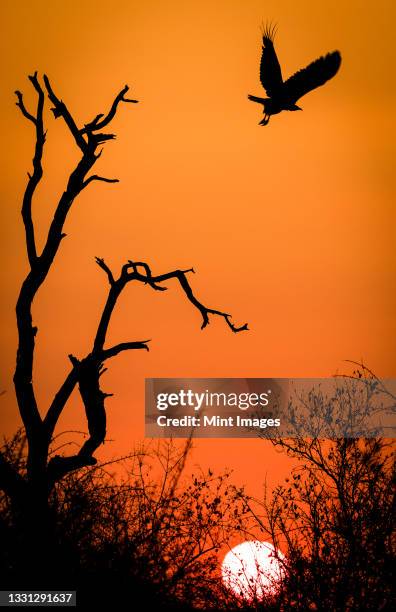 the silhoutte of a hooded vulture, necrosyrtes monachus, at sunset flying from a dead tree - vulture stock pictures, royalty-free photos & images