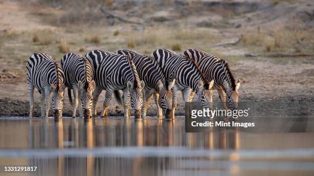 a herd of zebra, equus quagga, drink togetehr at waterhole - zebra africa stock-fotos und bilder