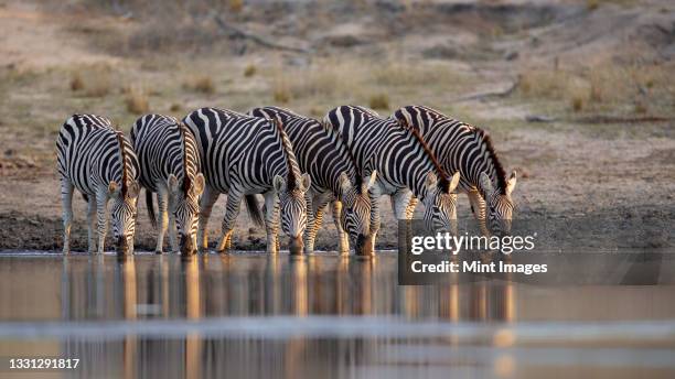 a herd of zebra, equus quagga, drink togetehr at waterhole - steppenzebra stock-fotos und bilder