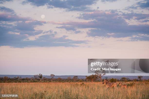 a zebra and foal, equus quagga, stand together at sunset, full moon in sky - クルーガー国立公園 ストックフォトと画像